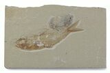 Cretaceous Fossil Fish (Gaudryella?) and Shrimp - Hjoula, Lebanon #376357-1